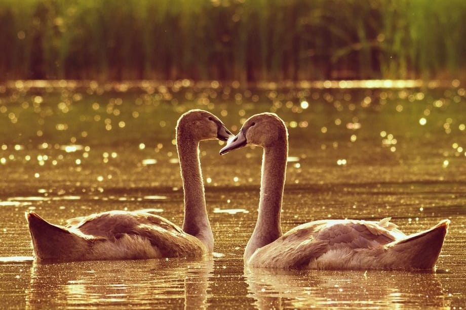 【窗前馨語】忠貞不渝的大天鵝