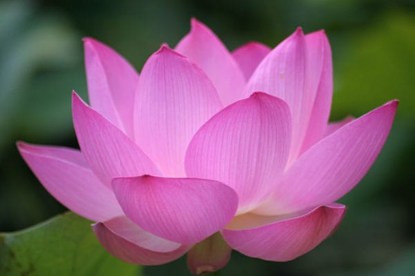 我的明慧緣：寫在明慧網成立27週年